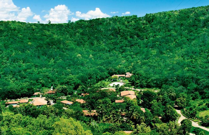 Възстановена бразилка гора